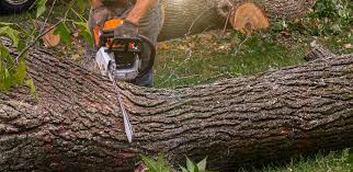 Best Emergency Tree Removal  in Kokomo, IN